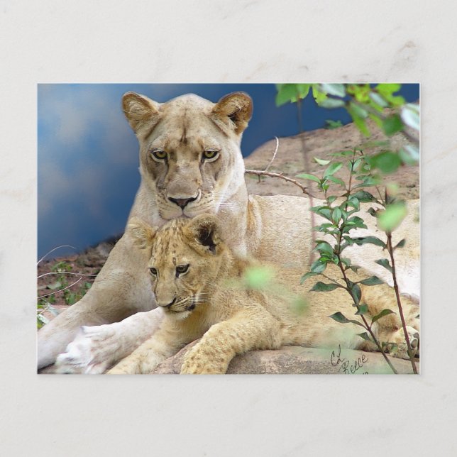 Lioness and Cub Postcard (Front)