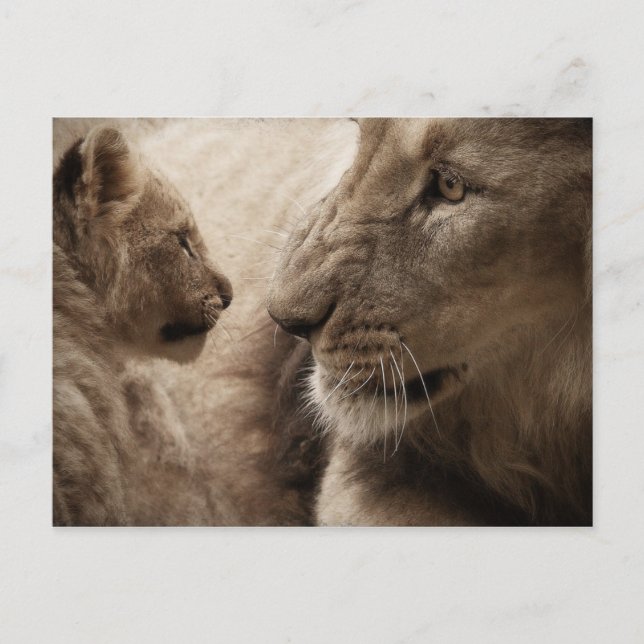 Lioness and Cub Postcard (Front)