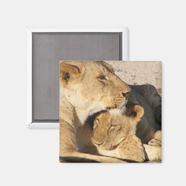 Lioness and Cub Resting Together Magnet (Front/Back)