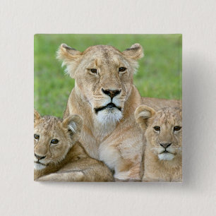Lioness and Two Cubs, East Africa, Tanzania, 2 Inch Square Button