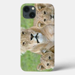 Lioness and Two Cubs, East Africa, Tanzania, iPhone 13 Case