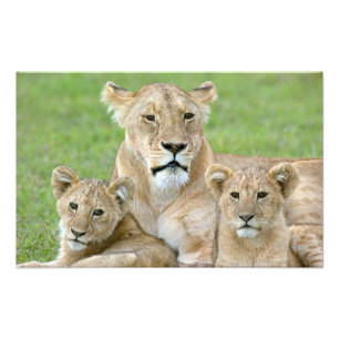 Lioness and Two Cubs, East Africa, Tanzania, Photo Print