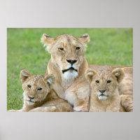 Lioness and Two Cubs, East Africa, Tanzania,