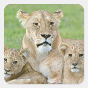 Lioness and Two Cubs, East Africa, Tanzania, Square Sticker