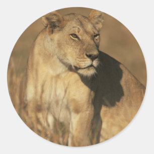 Lioness Camouflaged Classic Round Sticker