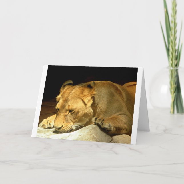 Lioness Card (Front)