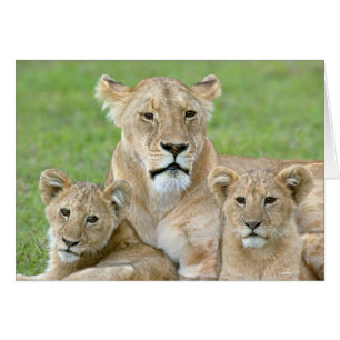Lioness et deux petits, Afrique de l'Est, Tanzanie