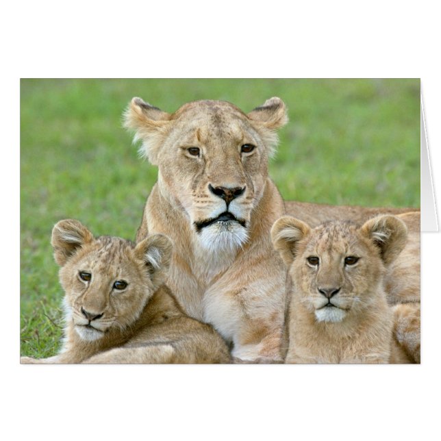 Lioness et deux petits, Afrique de l'Est, Tanzanie (Devant horizontal)