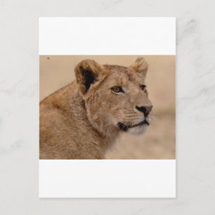 Lioness head closeup postcard