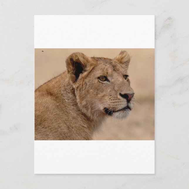 Lioness head closeup postcard (Front)
