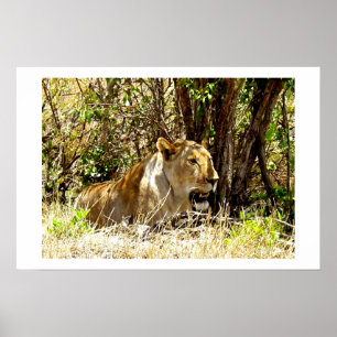 LIONESS IN KENYA AFRICA POSTER