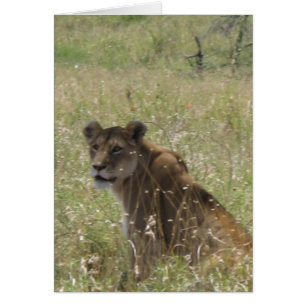 Lioness in Tall Grass