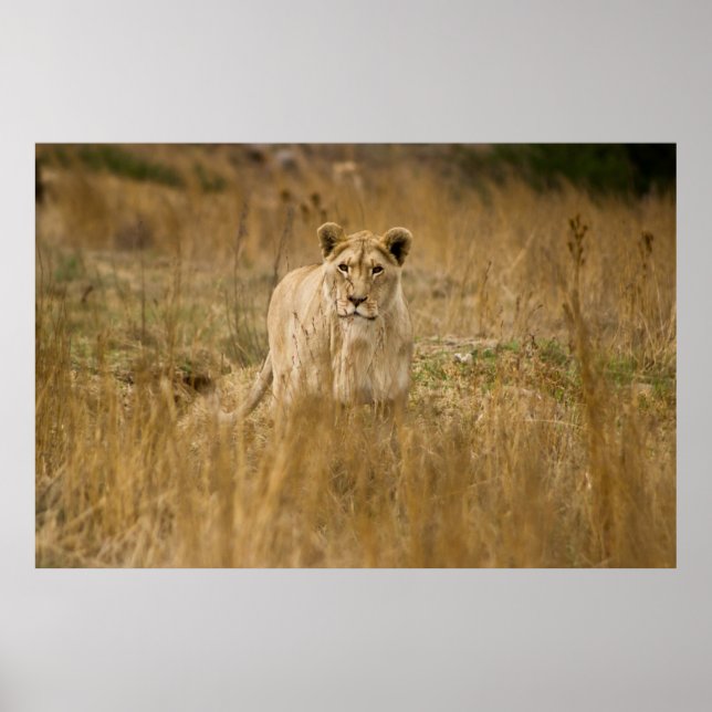 LIONESS IN THE GRASS POSTER (Front)