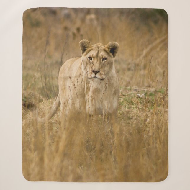 LIONESS IN THE GRASS SHERPA BLANKET (Front)