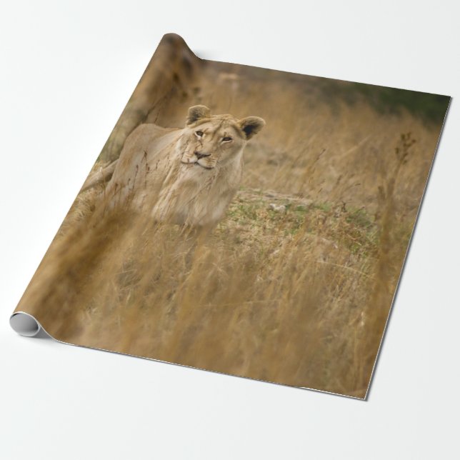 LIONESS IN THE GRASS WRAPPING PAPER (Unrolled)