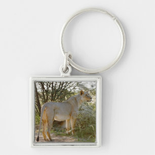 lioness lion, Panthera leo, Kgalagadi Keychain