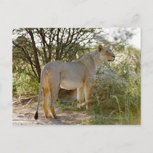 lioness lion, Panthera leo, Kgalagadi Postcard