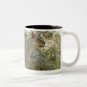 lioness lion, Panthera leo, Kgalagadi Two-Tone Coffee Mug