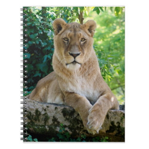 Lioness lying on rock  notebook