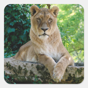 Lioness lying on rock  square sticker