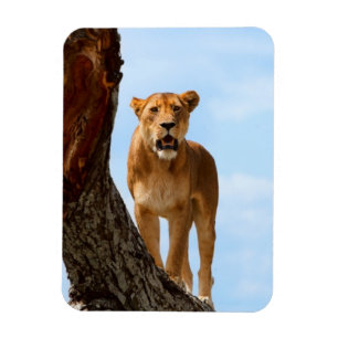 Lioness Magnet