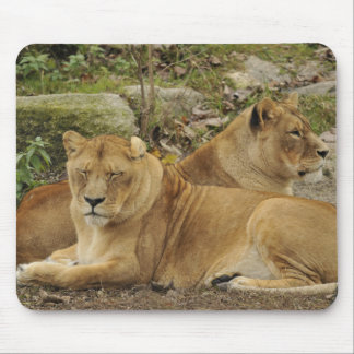 Lioness mouse pad
