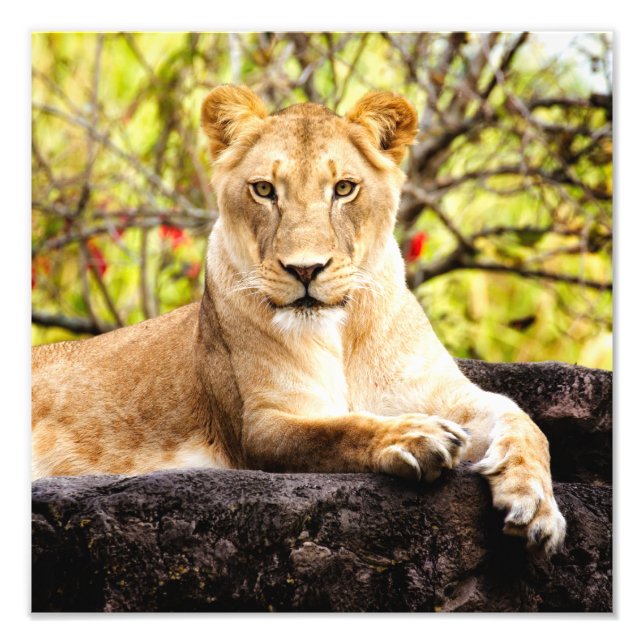 Lioness on the rocks photo print (Front)