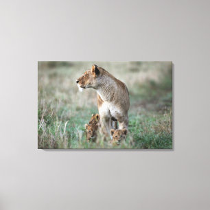 Lioness (Panthera leo) and cubs, Masai Mara Canvas Print