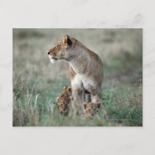 Lioness (Panthera leo) and cubs, Masai Mara Postcard