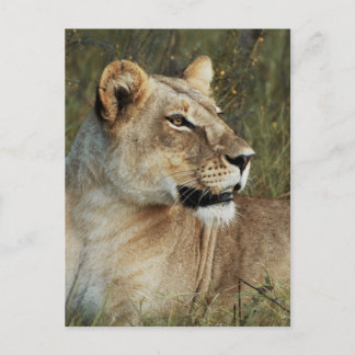 Lioness Panthera Leo photograph Postcard