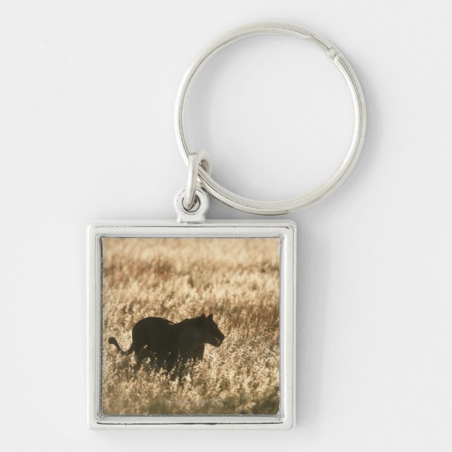 Lioness (Panthera leo) silhouetted in long grass Keychain (Front)
