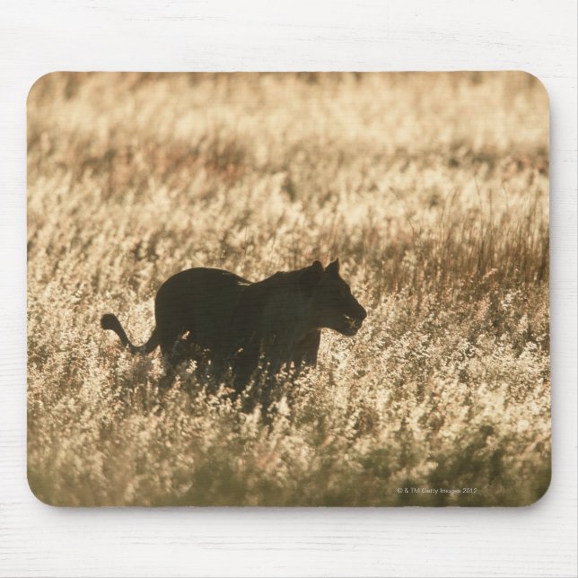 Lioness (Panthera leo) silhouetted in long grass Mouse Pad (Front)