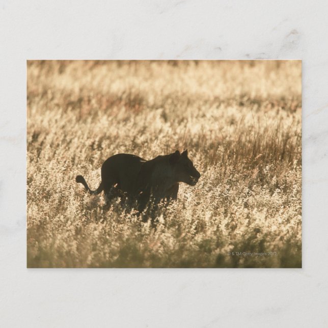 Lioness (Panthera leo) silhouetted in long grass Postcard (Front)