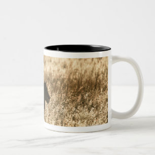 Lioness (Panthera leo) silhouetted in long grass Two-Tone Coffee Mug