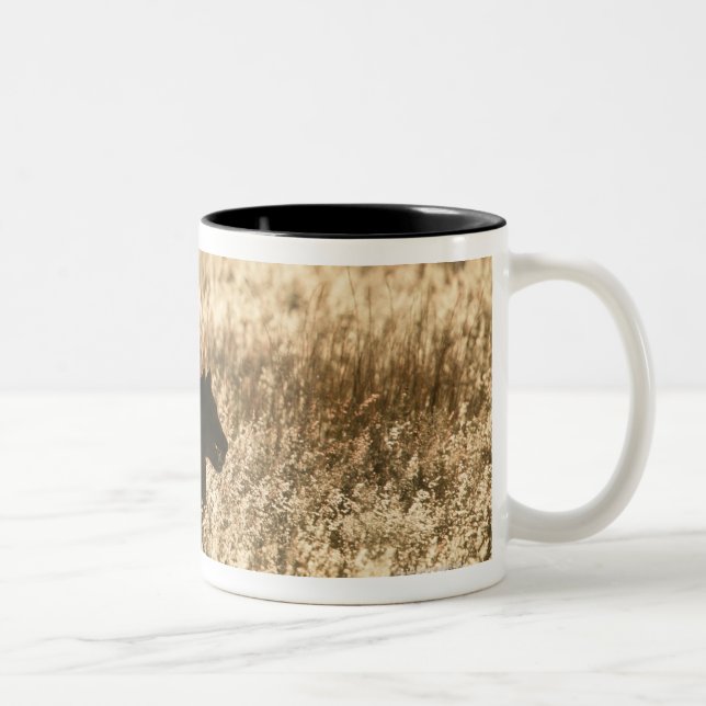 Lioness (Panthera leo) silhouetted in long grass Two-Tone Coffee Mug (Right)