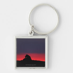 Lioness (Panthera leo) sitting, at sunset, Masai Keychain