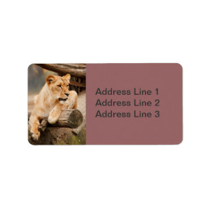 Lioness Photo Étiquette