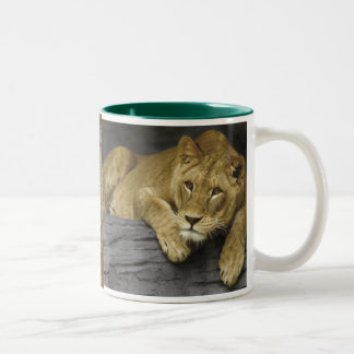 Lioness Photo Mug