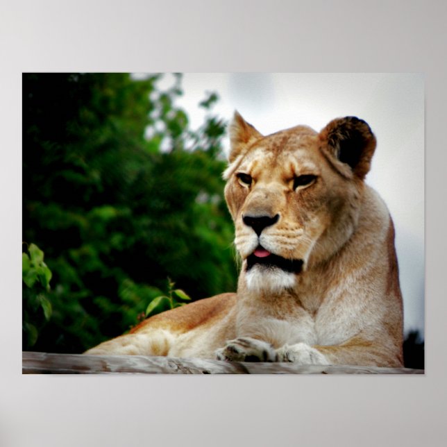 Lioness Photograph Poster (Front)