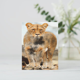 Lioness portrait postcard