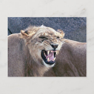 Lioness Postcard
