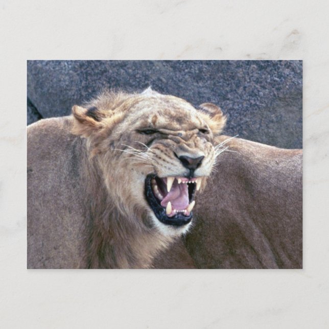 Lioness Postcard (Front)