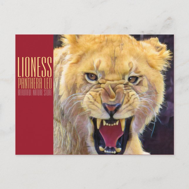 Lioness [Postcard] Postcard (Front)