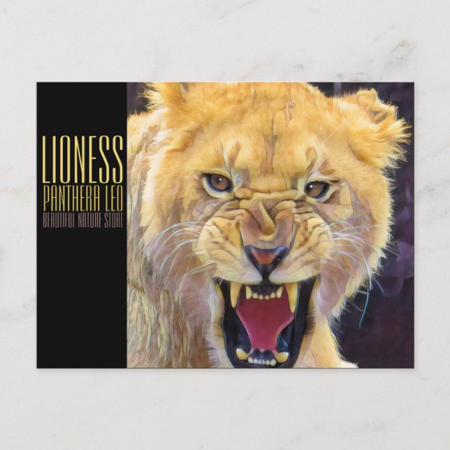Lioness [Postcard] Postcard (Front)