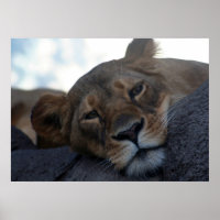 Lioness Poster