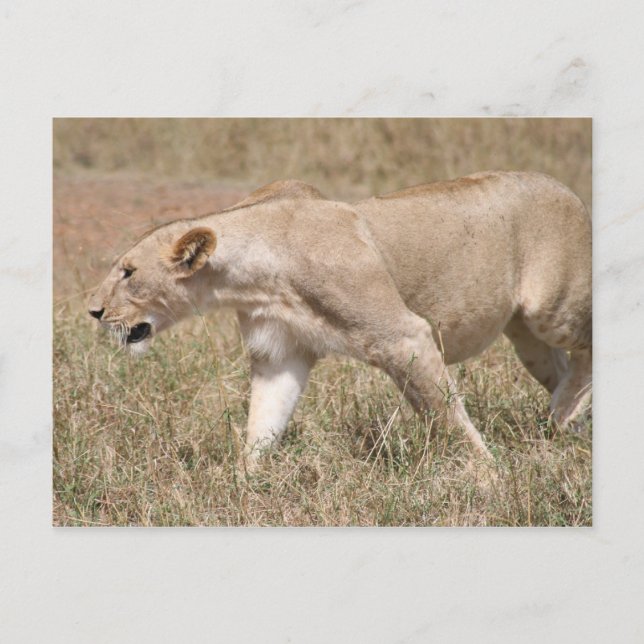 lioness prowling postcard (Front)