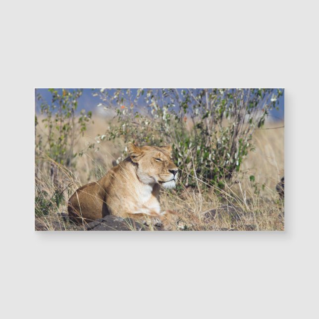 Lioness resting (Front)