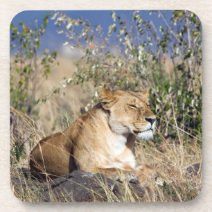 Lioness resting coaster