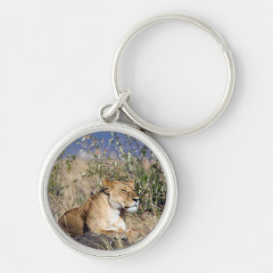 Lioness resting keychain