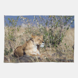 Lioness resting kitchen towel